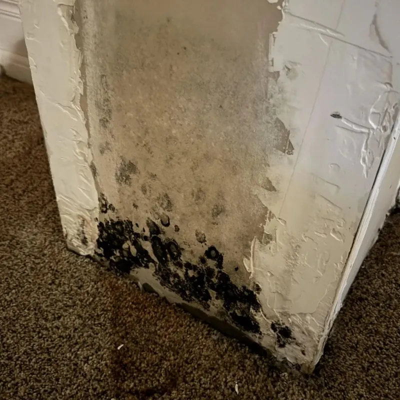 Professional Mold Removal in North Hollywood, CA